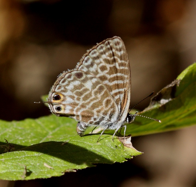 Leptotes pirithous?