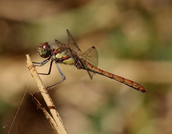 Id Libellula - Sympetrum striolatum