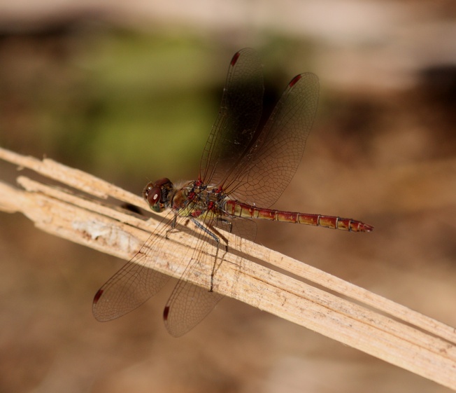 Id Libellula - Sympetrum striolatum