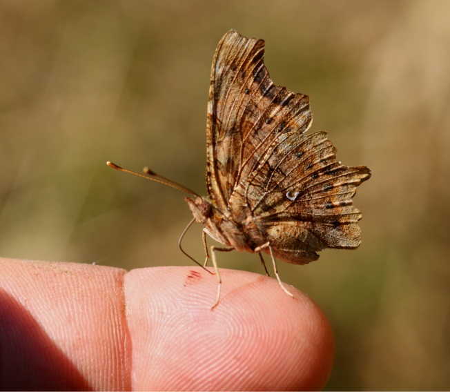 Polygonia c album