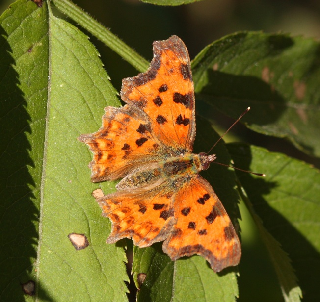 Polygonia c album