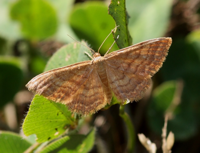 Id geometridae (forse)