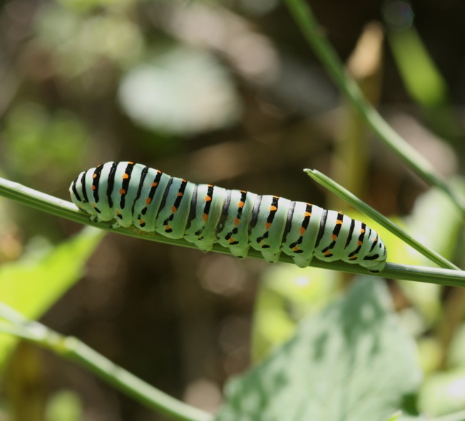 Bruco di Papilio machaon?