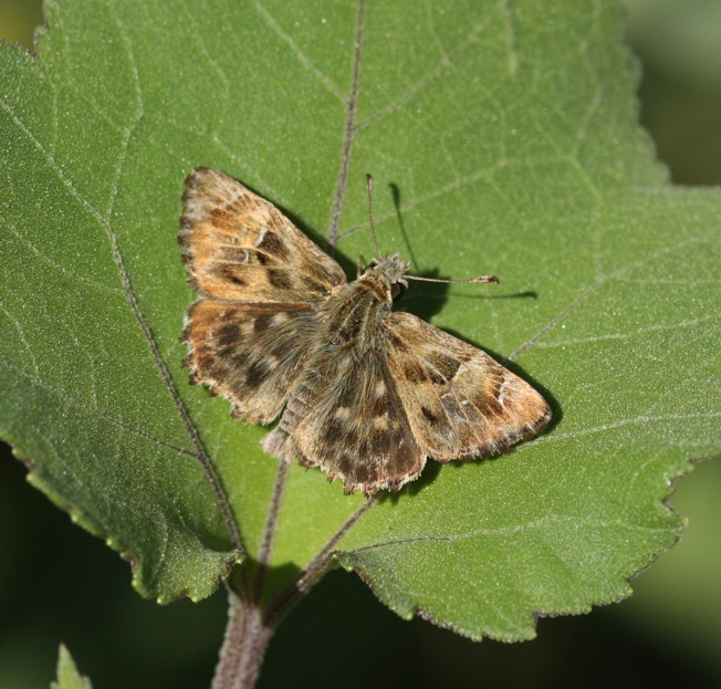 Carcharodus flocciferus?