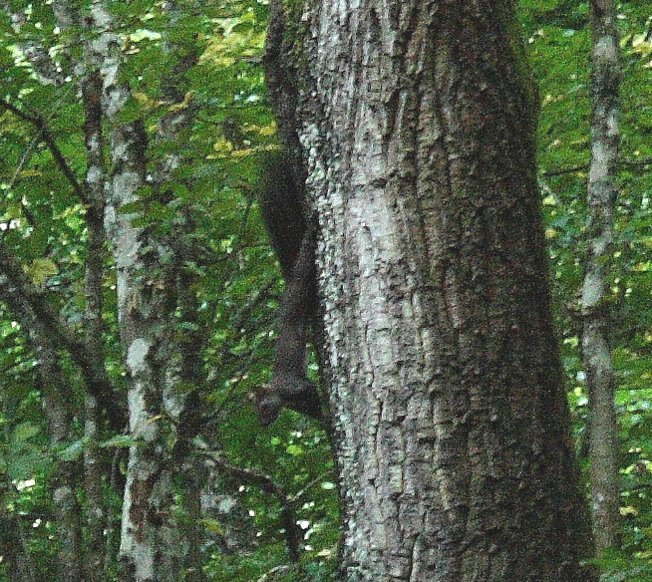 Sciurus vulgaris - Soriano nel Cimino (VT)