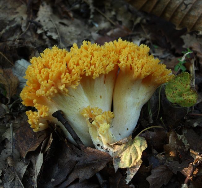 Ramaria flavescens?