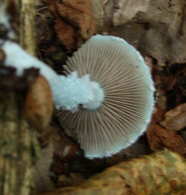 Stropharia aeruginosa?(Stropharia sp.)