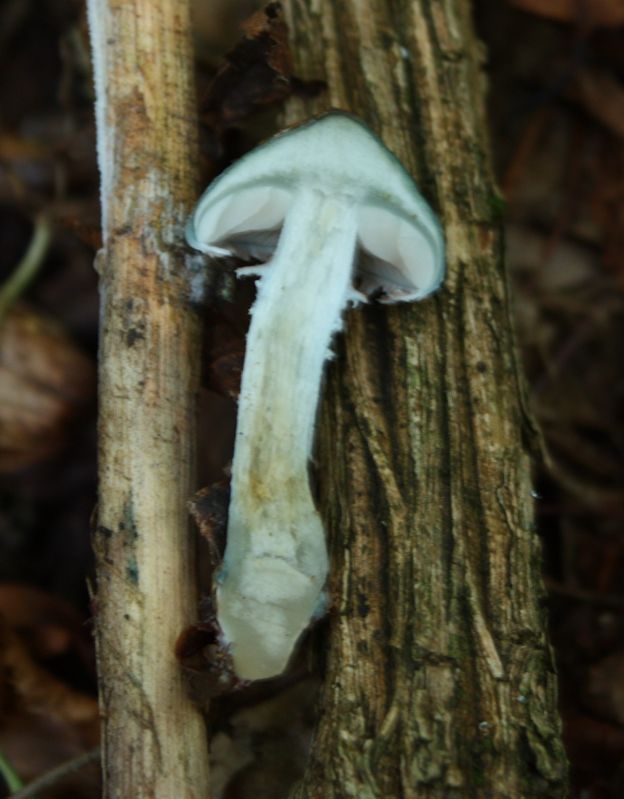 Stropharia aeruginosa?(Stropharia sp.)