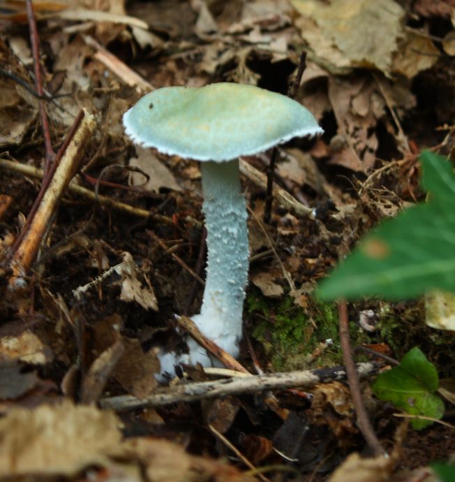 Stropharia aeruginosa?(Stropharia sp.)