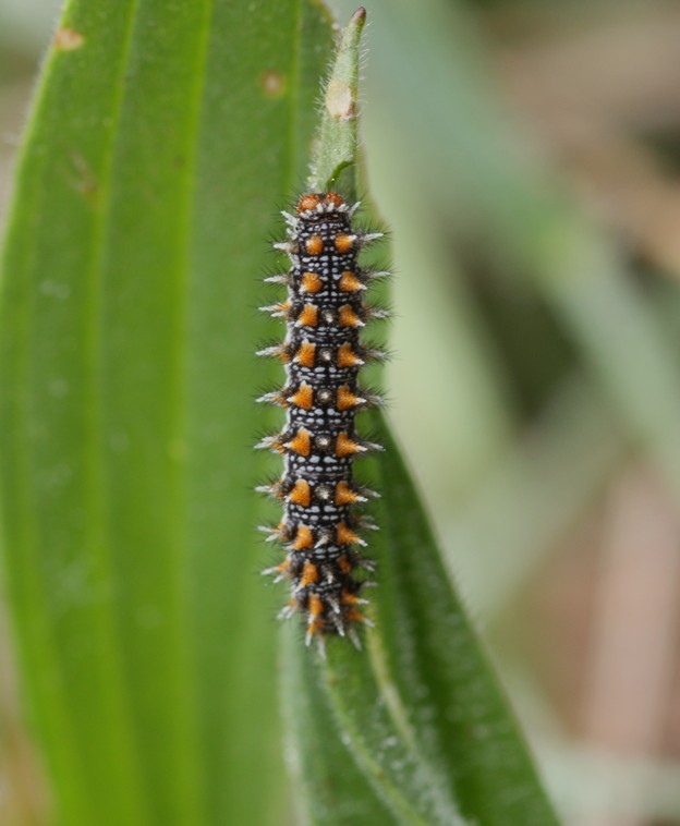 Bruco di Melitaea didyma?