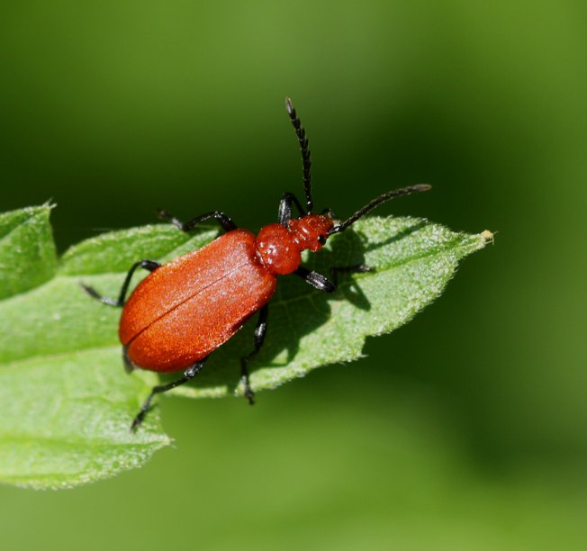 Pyrochroa serraticornis