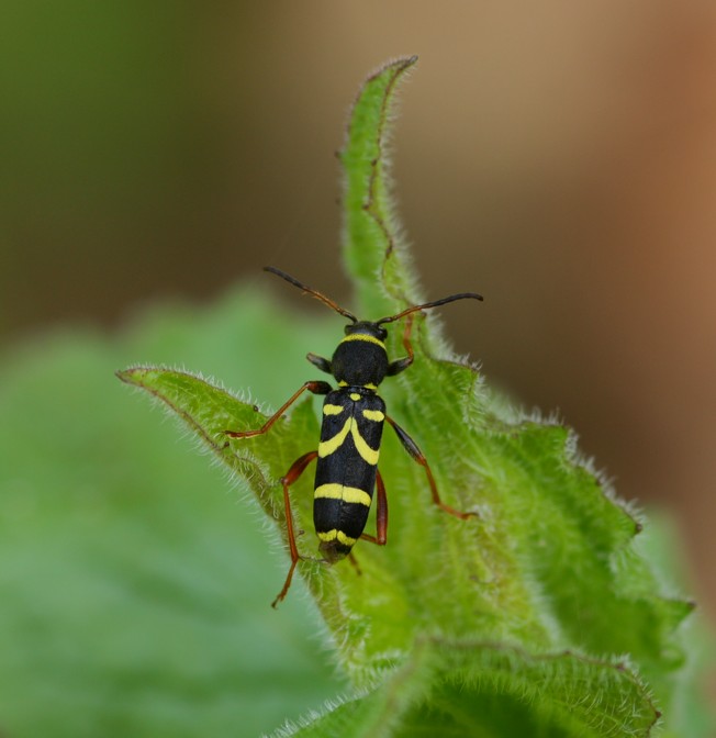 Clytus arietis