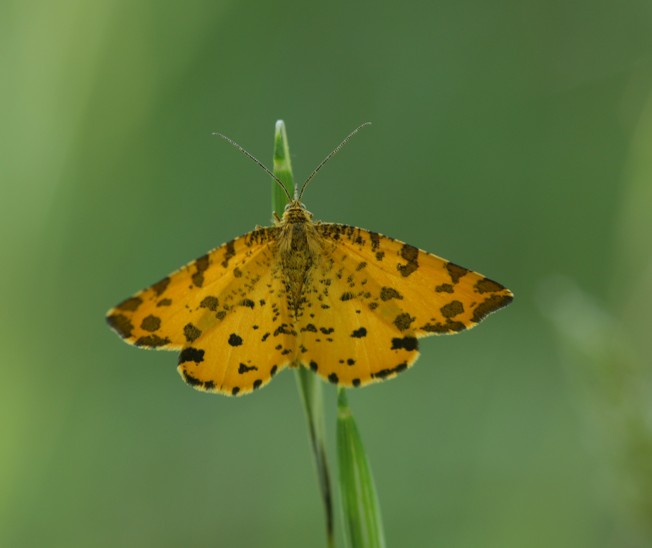 Conferma Pseudopanthera macularia