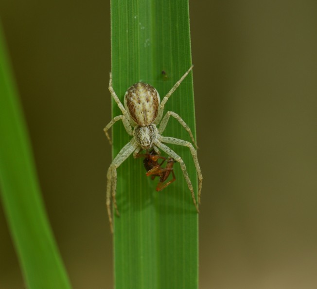 Philodromus sp.