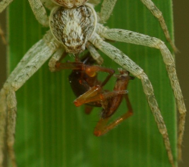 Philodromus sp.