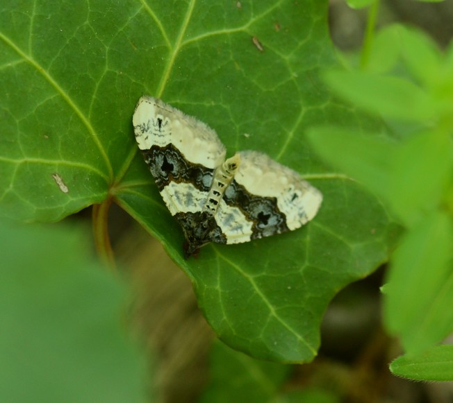 Conferma Cosmorhoe ocellata