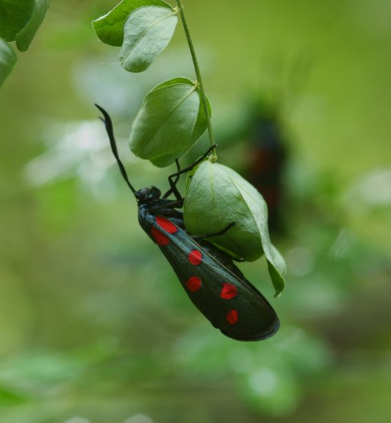 Zygaena da identificare