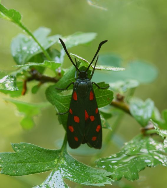 Zygaena da identificare