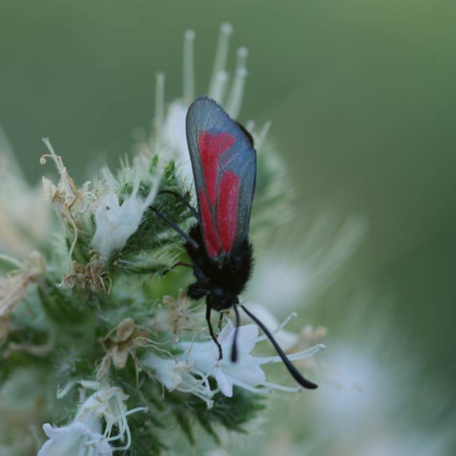 Zygaena erythrus?