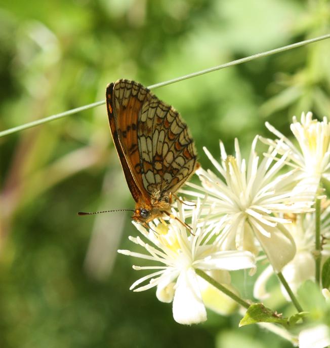 Melitaea athalia?