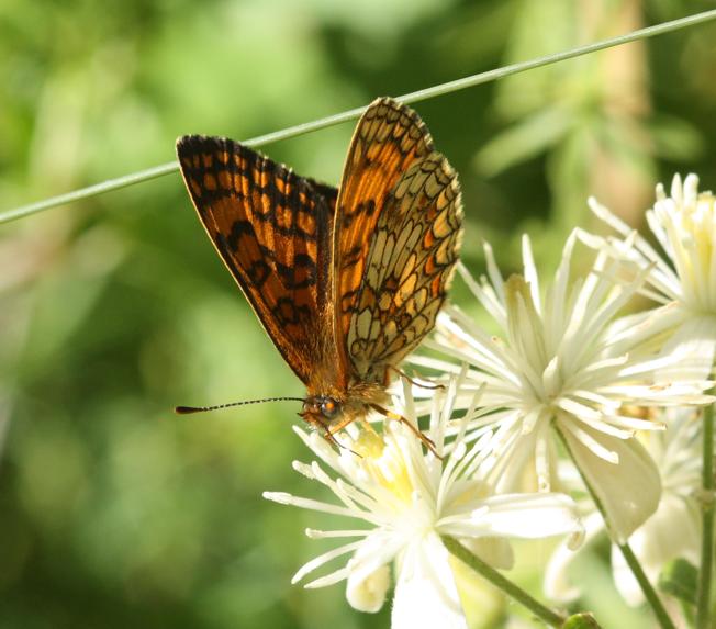 Melitaea athalia?