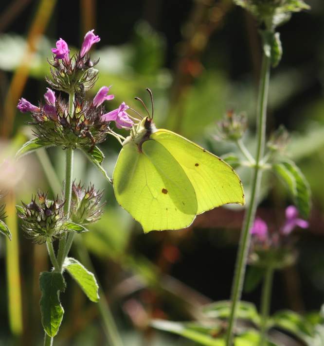 Gonopteryx... ma quale?