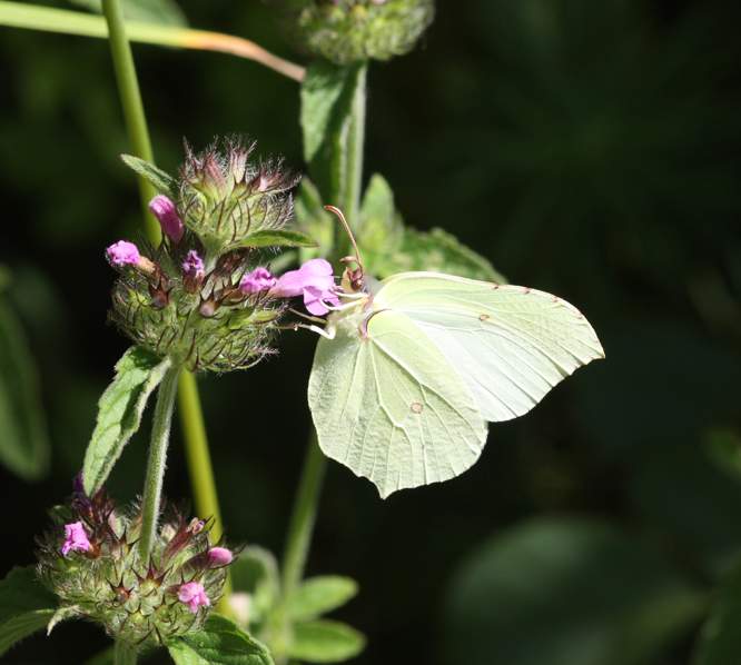 Gonopteryx... ma quale?