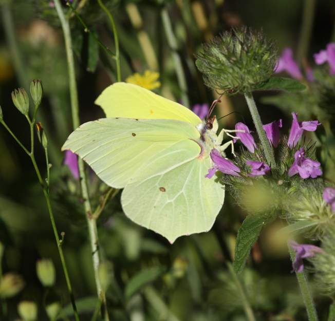 Gonopteryx... ma quale?