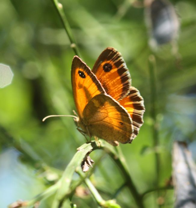 Pyronia tithonus?