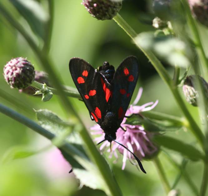 Zygaena transalpina?