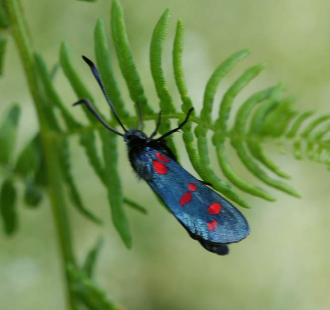 Zygaena transalpina?