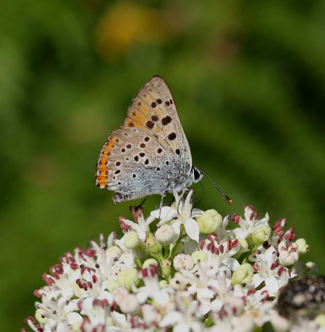 Lycaena alciphron?