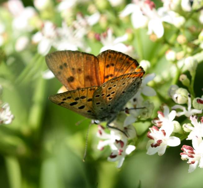 Lycaena alciphron?