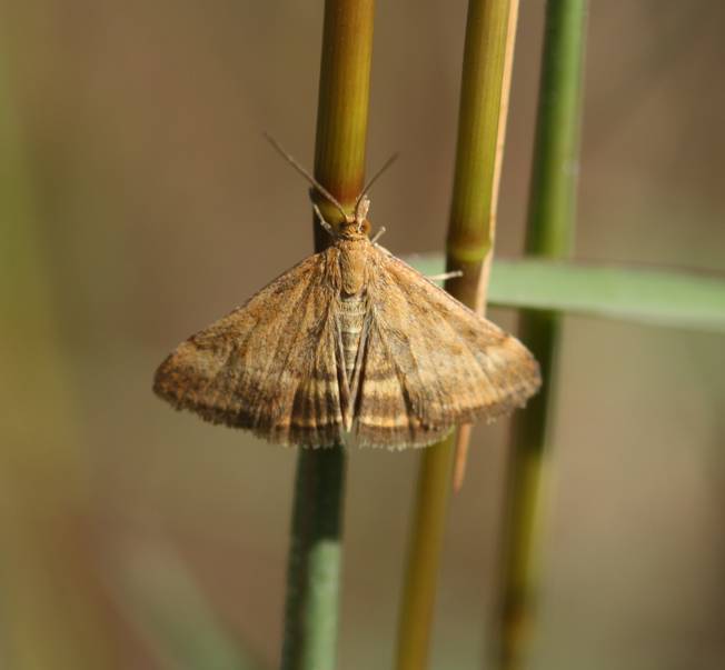 Falena da identificare 2