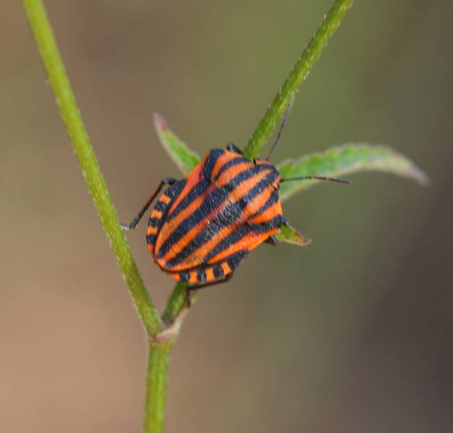 Graphosoma lineatum italicum? S