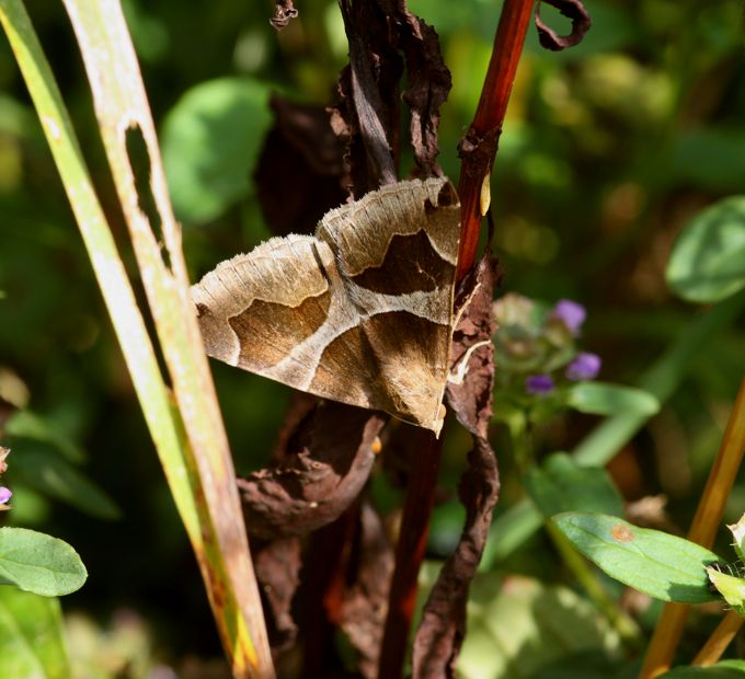 Conferma Dysgonia algira