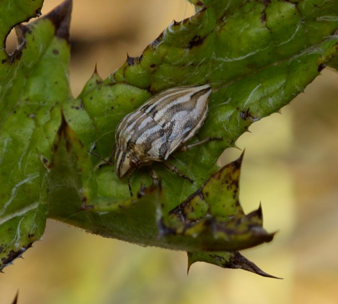 Odontotarsus da identificare