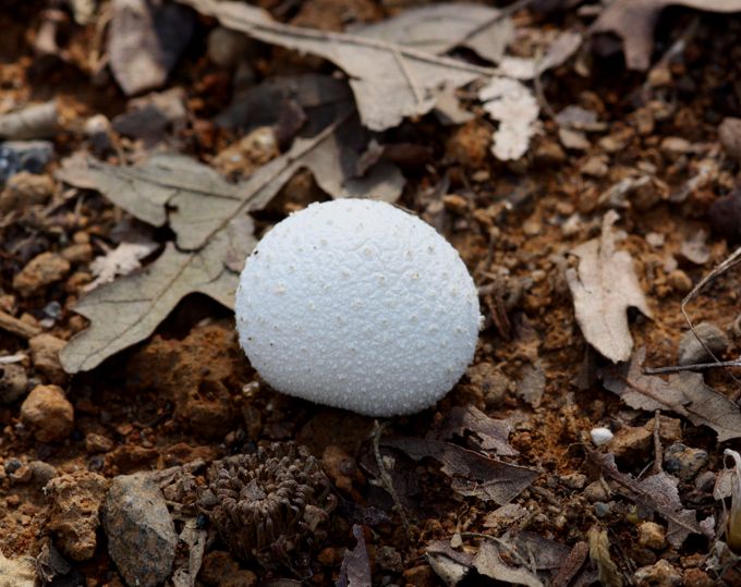 Calvatia utriformis?