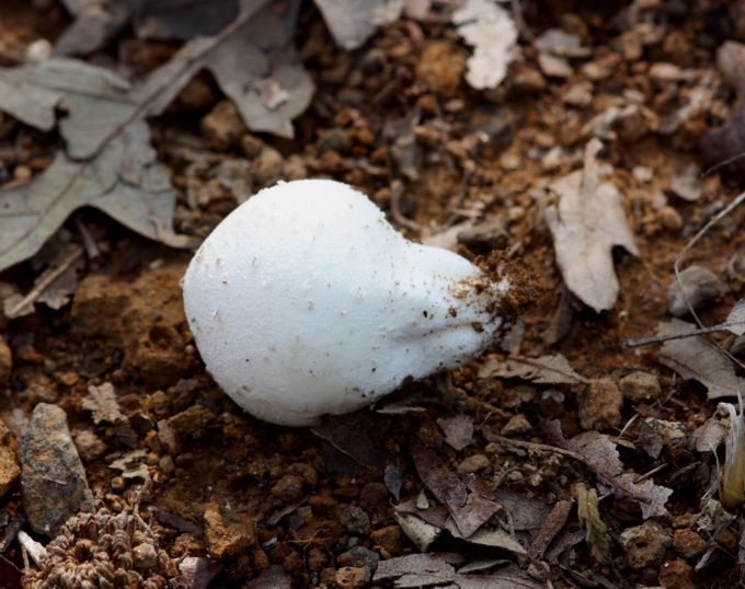 Calvatia utriformis?