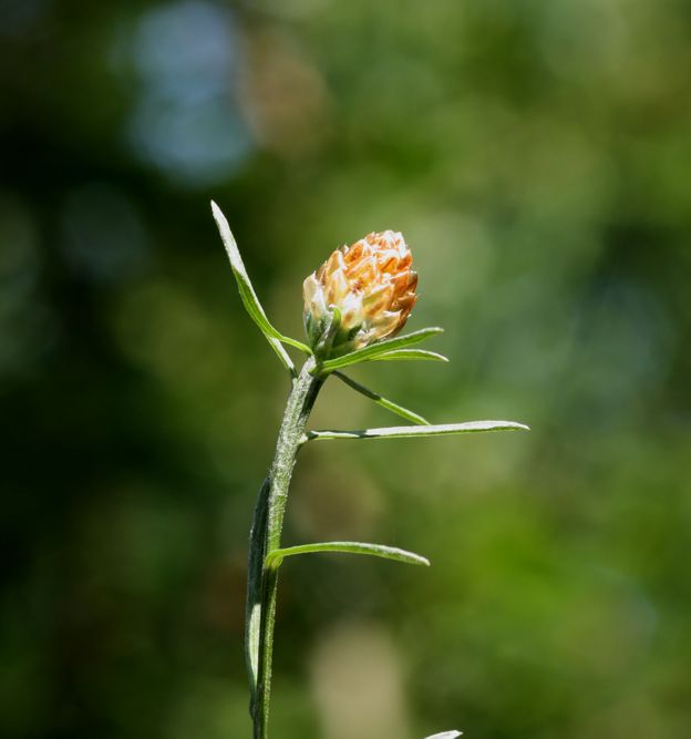 Centaurea jacea s.l.