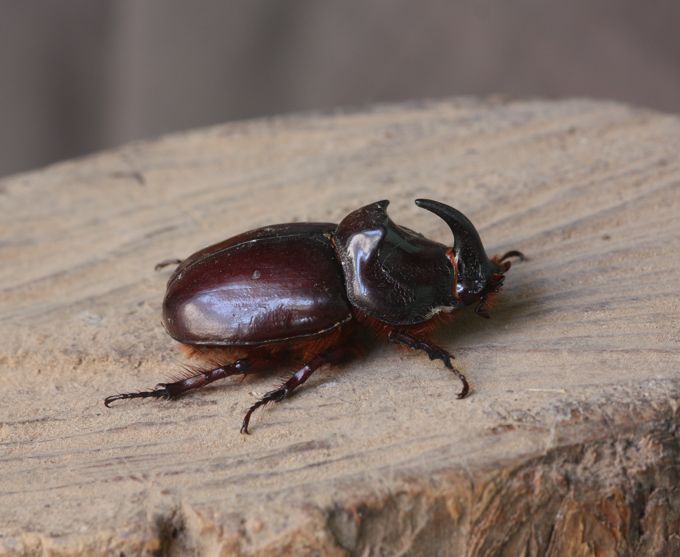 Orycetes nasicornis