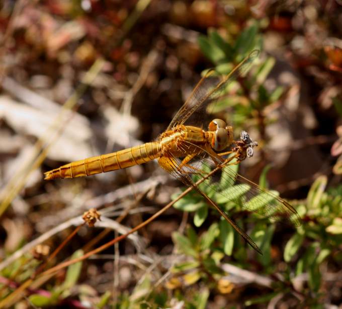 Conferma Crocothemis erythraea