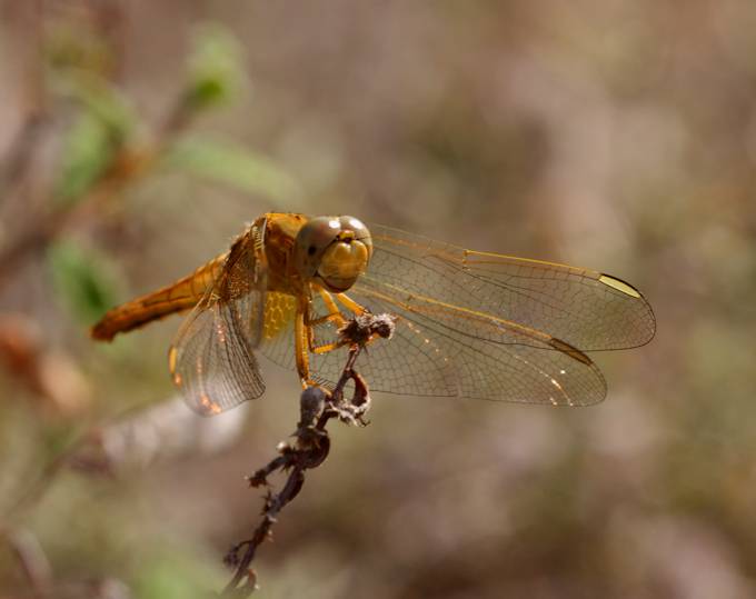 Conferma Crocothemis erythraea