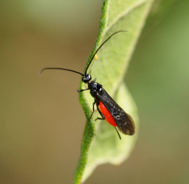 Braconidae rosso e nero (Atanycolus? Toxoneuron?)