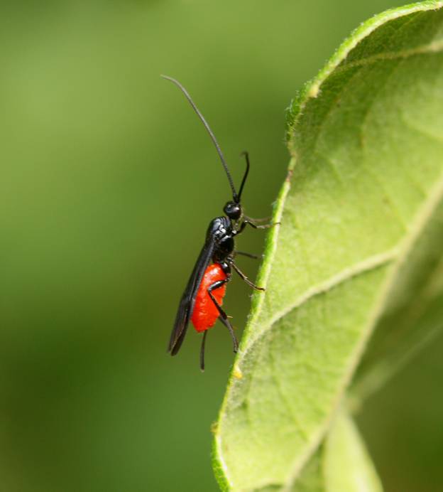 Braconidae rosso e nero (Atanycolus? Toxoneuron?)