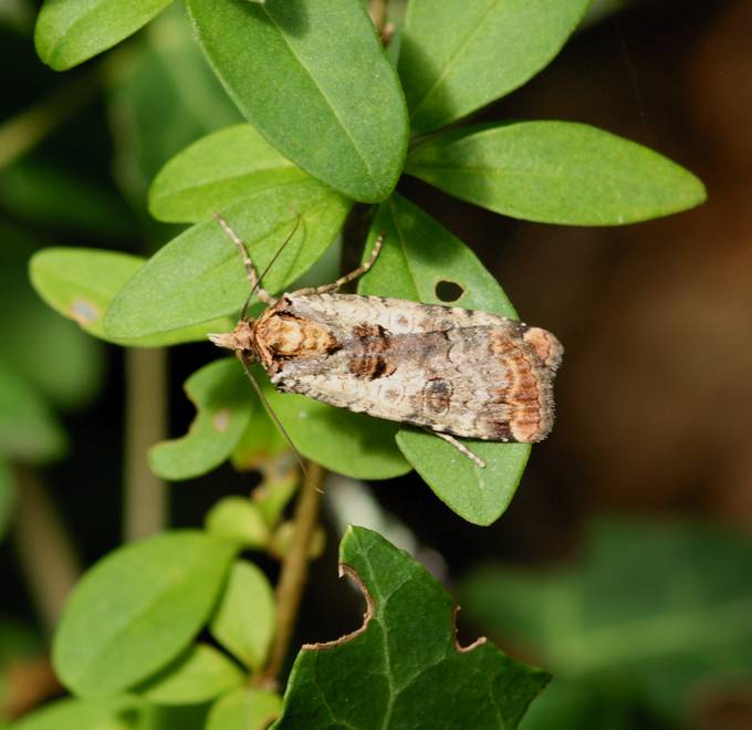 Falena da identificare