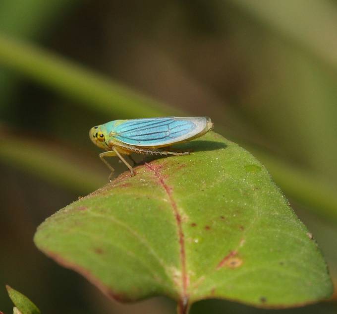 Piccolo insetto azzurro (Cicadella viridis.)