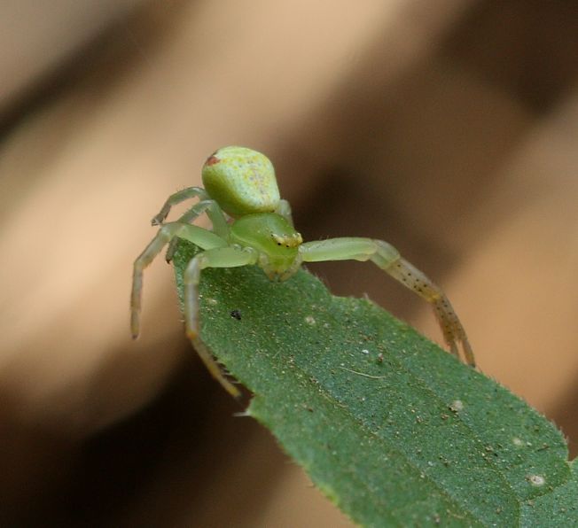 Ebrechtella tricuspidata