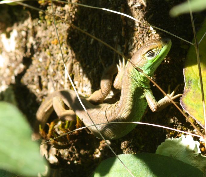 Piccolo ramarro appisolato