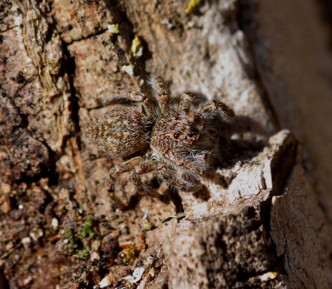 Philaeus chrysops